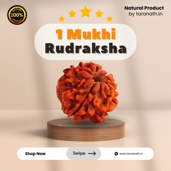 Original Ek Mukhi Rudraksha