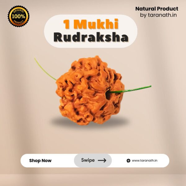Original Ek Mukhi Rudraksha - Image 2