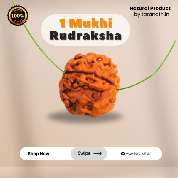 Original Ek Mukhi Rudraksha - Image 3