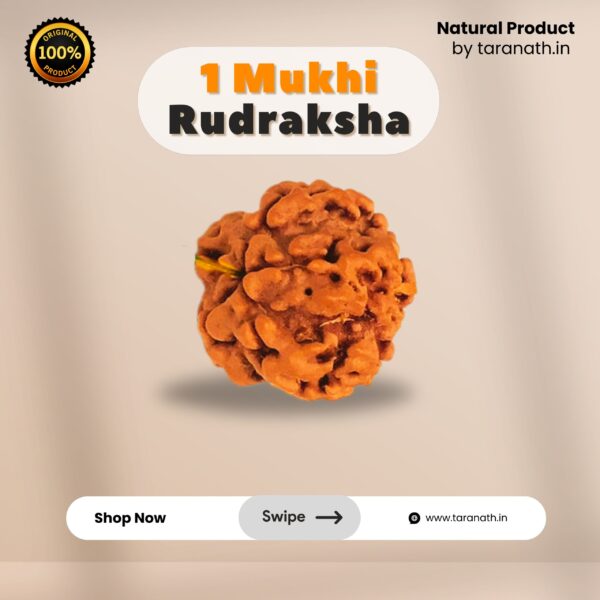 Original Ek Mukhi Rudraksha - Image 4