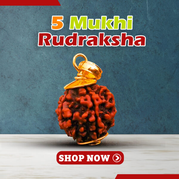 Original Five Mukhi Rudraksha - Image 2