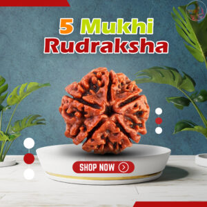 5 Mukhi Rudraksha