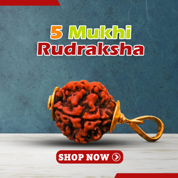 Original Five Mukhi Rudraksha - Image 3