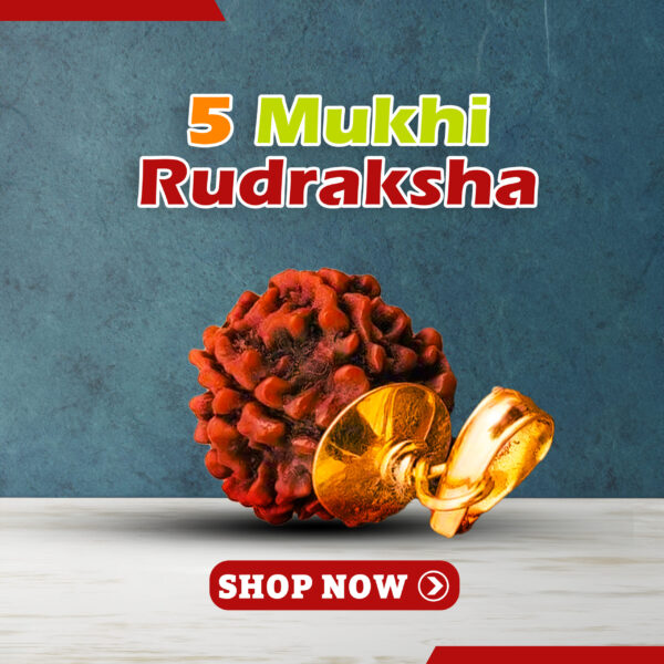 Original Five Mukhi Rudraksha - Image 4