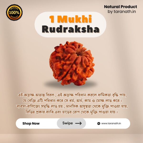 Original Ek Mukhi Rudraksha - Image 5